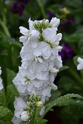 Hot Cakes White Stock (Matthiola incana 'Hot Cakes White') at Lakeshore Garden Centres