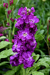 Hot Cakes Purple Stock (Matthiola incana 'Hot Cakes Purple') at Lakeshore Garden Centres
