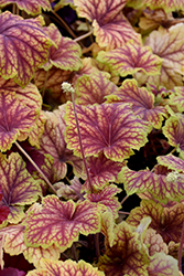 Red Lightning Coral Bells (Heuchera 'Red Lightning') at Peter Knippel Garden Centre