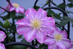 Asao Clematis (Clematis 'Asao') at Lakeshore Garden Centres