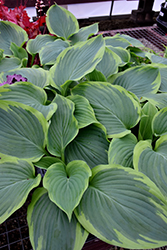 Shadowland Wu-La-La Hosta (Hosta 'Wu-La-La') at Lakeshore Garden Centres