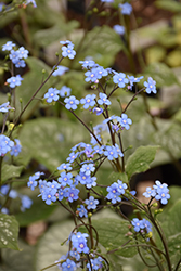 Emerald Mist Bugloss (Brunnera macrophylla 'Emerald Mist') at Lakeshore Garden Centres