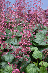 Berry Timeless Coral Bells (Heuchera 'Berry Timeless') at The Mustard Seed