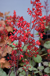 Ruby Bells Coral Bells (Heuchera sanguinea 'Ruby Bells') at Lakeshore Garden Centres