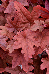 Fun and Games Red Rover Foamy Bells (Heucherella 'Red Rover') at Peter Knippel Garden Centre