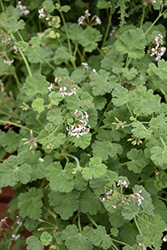 Nutmeg Scented Geranium (Pelargonium x fragrans 'Nutmeg') at Lakeshore Garden Centres