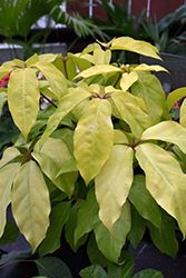 Amate Soleil Schefflera (Schefflera actinophylla 'Amate Soleil') at Lakeshore Garden Centres