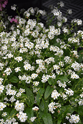 Victoria White Forget-Me-Not (Myosotis sylvatica 'Victoria White') at Lakeshore Garden Centres