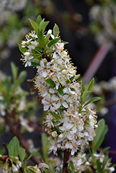 Jade Parade Sandcherry (Prunus pumila 'UCONNPP002') at Lakeshore Garden Centres
