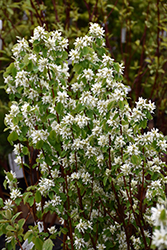 Standing Ovation Saskatoon Berry (Amelanchier alnifolia 'Obelisk') at Peter Knippel Garden Centre