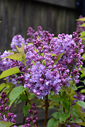 Scentara Double Blue Lilac (Syringa x hyacinthiflora 'SMNSHBBL') at Golden Acre Home & Garden