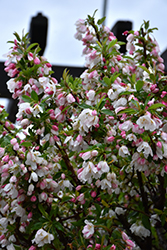 Sparkling Sprite Flowering Crab (Malus 'JFS-KW207') at Lakeshore Garden Centres