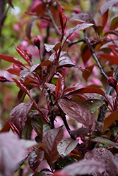 Perfect Purple Flowering Crab (Malus 'Perfect Purple') at Lakeshore Garden Centres