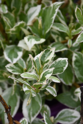 Light-O-Day Hydrangea (Hydrangea macrophylla 'Bailday') at Lakeshore Garden Centres