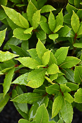 Little Ragu Sweet Bay (Laurus nobilis 'MonRik') at Lakeshore Garden Centres