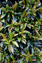 Dwarf Brush Cherry (Eugenia myrtifolia 'Globulus') at Lakeshore Garden Centres