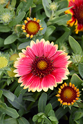 Sunset Snappy Blanket Flower (Gaillardia x grandiflora 'Sunset Snappy') at Lakeshore Garden Centres