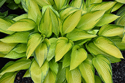 June Fever Hosta (Hosta 'June Fever') at Lakeshore Garden Centres