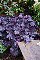 Grande Black Coral Bells (Heuchera 'TNHEUGB') at Lakeshore Garden Centres