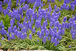 Grape Hyacinth (Muscari armeniacum) at Lakeshore Garden Centres