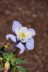 Earlybird Blue and White Columbine (Aquilegia 'PAS1258485') at Golden Acre Home & Garden