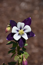 Colorado Violet and White Columbine (Aquilegia 'Colorado Violet and White') at Lakeshore Garden Centres