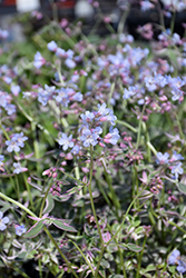 Touch Of Class Jacob's Ladder (Polemonium reptans 'Touch Of Class') at Peter Knippel Garden Centre