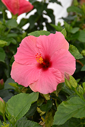 Cayman Wind Hibiscus (Hibiscus rosa-sinensis 'Cayman Wind') at Lakeshore Garden Centres