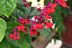 Delectum Bleeding Heart Vine (Clerodendrum thomsoniae 'Delectum') at Lakeshore Garden Centres