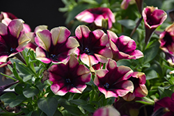 Crazytunia Blackberry Jam Petunia (Petunia 'Crazytunia Blackberry Jam') at Lakeshore Garden Centres