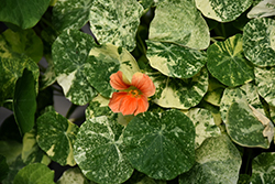 Alaska Salmon Nasturtium (Tropaeolum majus 'Alaska Salmon') at Lakeshore Garden Centres