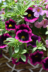 Superbells Blackberry Punch Calibrachoa (Calibrachoa 'Superbells Blackberry Punch') at Lakeshore Garden Centres