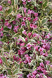 My Monet Purple Effect Weigela (Weigela florida 'Verweig8') at Golden Acre Home & Garden