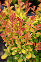 Limoncello Barberry (Berberis thunbergii 'BailErin') at Lakeshore Garden Centres