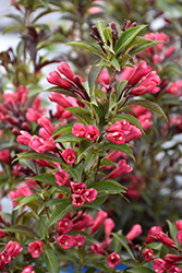Electric Love Weigela (Weigela florida 'ZR1') at Lakeshore Garden Centres