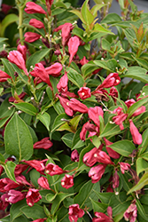 Rubies N' Gold Weigela (Weigela florida 'Conanu') at Lakeshore Garden Centres