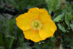 Spring Fever Yellow Poppy (Papaver nudicaule 'Spring Fever Yellow') at The Mustard Seed