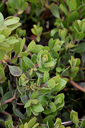 Chieftain Manzanita (Arctostaphylos x coloradensis 'Chieftain') at Lakeshore Garden Centres
