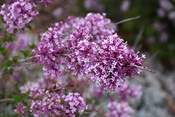 Littleleaf Lilac (Syringa microphylla) at Lakeshore Garden Centres