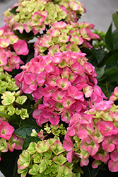 Seaside Serenade Martha's Vineyard Hydrangea (Hydrangea macrophylla 'HORTMAVI') at Lakeshore Garden Centres