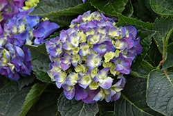 Onyx Peacock Hydrangea (Hydrangea macrophylla 'Zulu') at Lakeshore Garden Centres