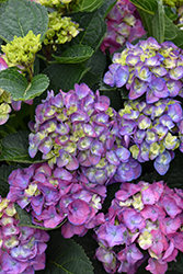 Seaside Serenade Newport Hydrangea (Hydrangea macrophylla 'HORTMANI') at Lakeshore Garden Centres