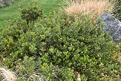 Chieftain Manzanita (Arctostaphylos x coloradensis 'Chieftain') at Lakeshore Garden Centres