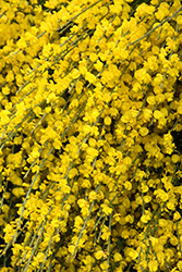 Spanish Gold Broom (Cytisus purgans 'Spanish Gold') at Lakeshore Garden Centres