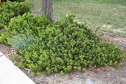 Panchito Manzanita (Arctostaphylos x coloradensis 'Panchito') at Lakeshore Garden Centres