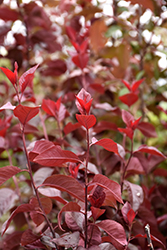 Big Cis Plum (Prunus x cistena 'Schmidtcis') at Lakeshore Garden Centres