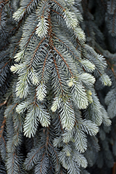 The Blues Colorado Blue Spruce (Picea pungens 'The Blues') at Peter Knippel Garden Centre