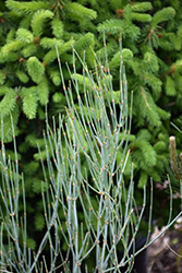 Bluestem Joint Fir (Ephedra equisetina) at Lakeshore Garden Centres