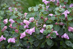 Drew's Folly Hardy Snapdragon (Antirrhinum sempervirens 'P020S') at Lakeshore Garden Centres