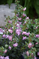 Drew's Folly Hardy Snapdragon (Antirrhinum sempervirens 'P020S') at Lakeshore Garden Centres